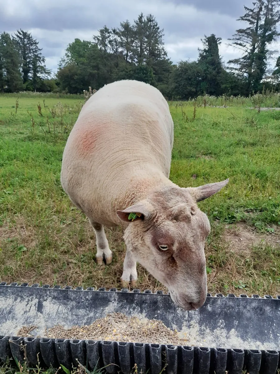 Ram - Image 3