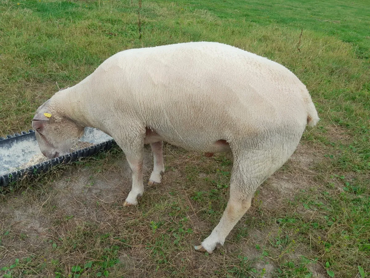 Ram - Image 4
