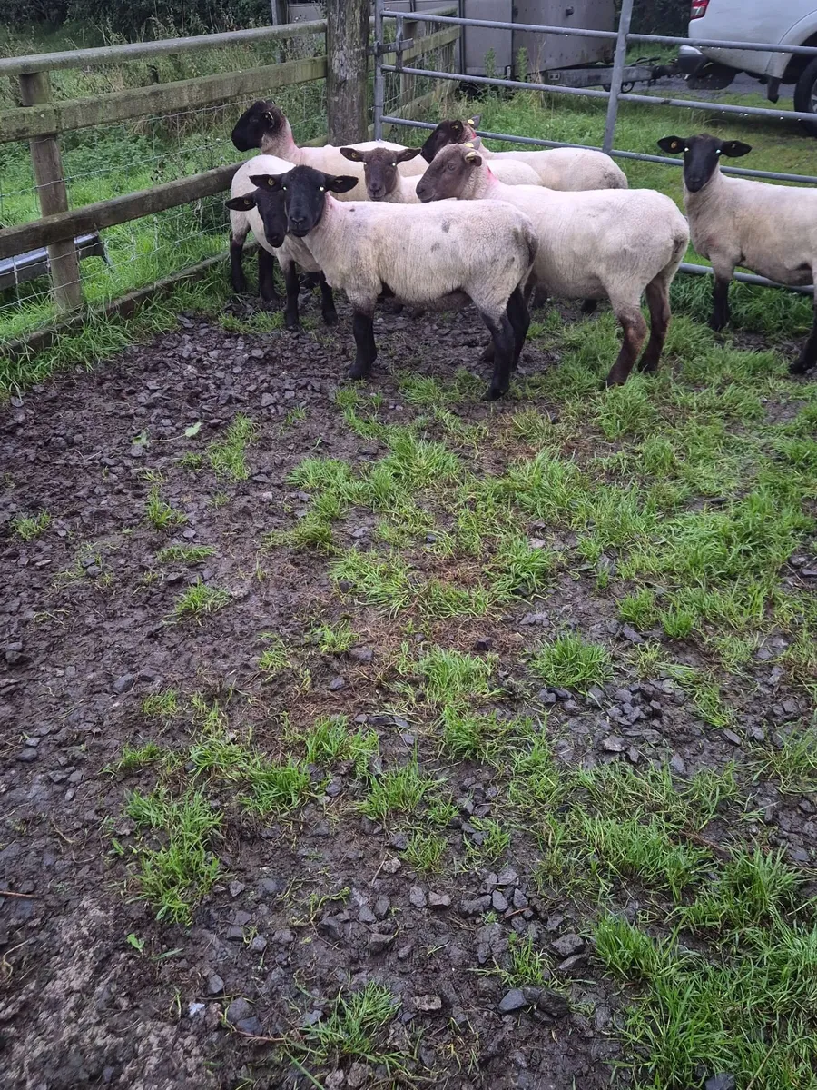 Sheep - Image 1