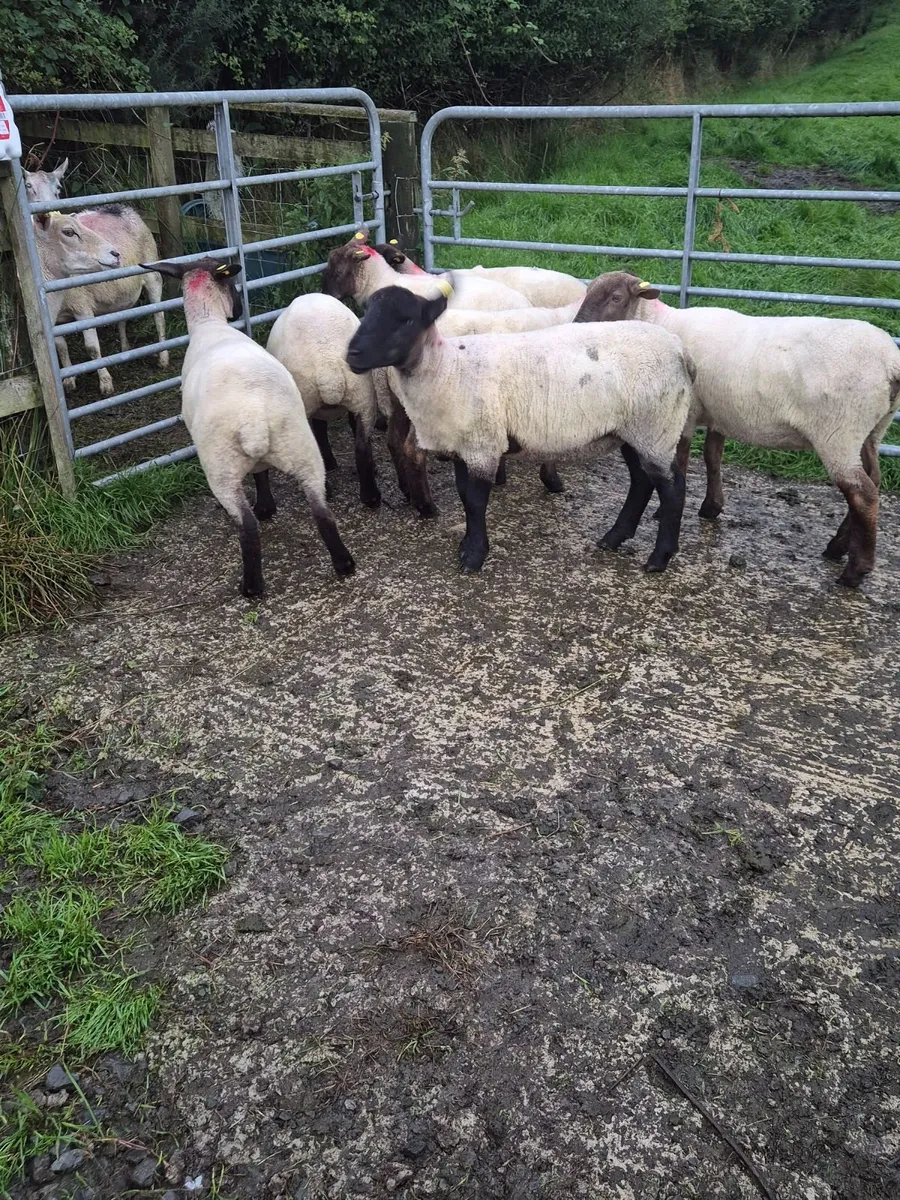 Sheep - Image 2