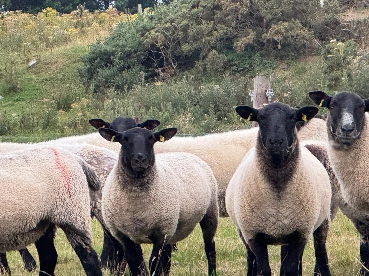 Suffolk Mule Hoggets - Image 2