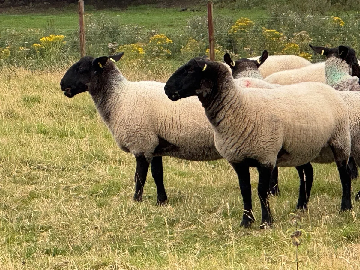Suffolk Mule Hoggets - Image 3