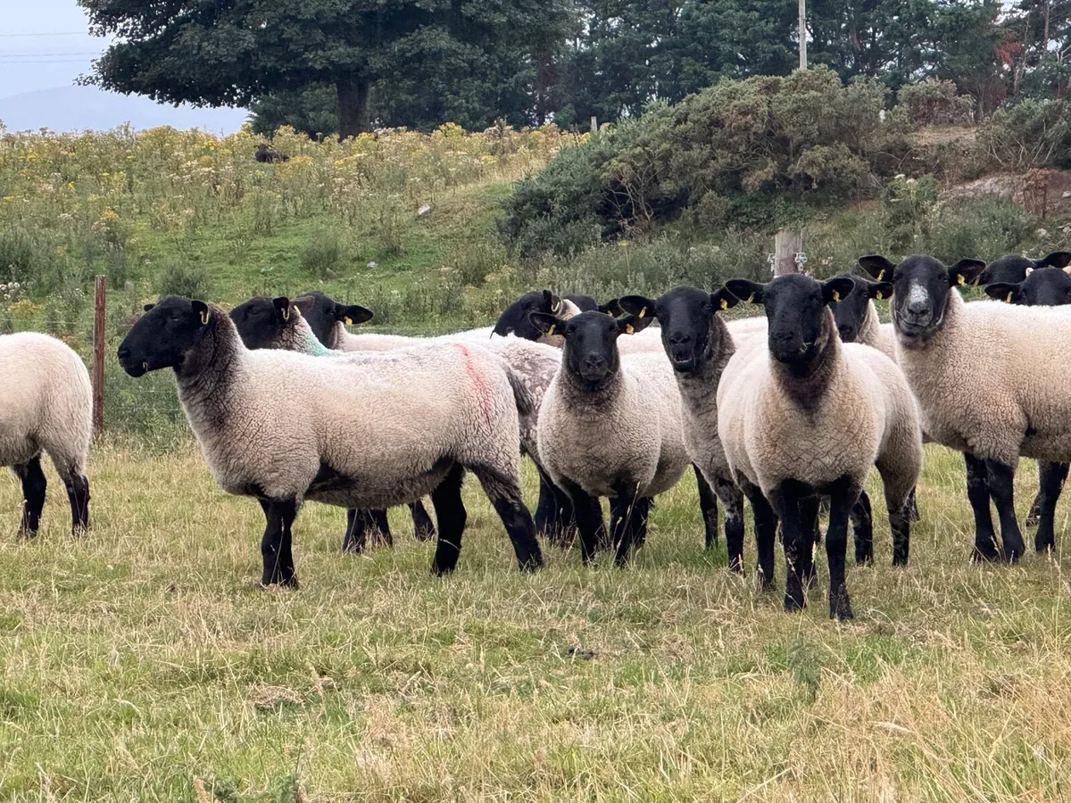 Suffolk Mule Hoggets - Image 4