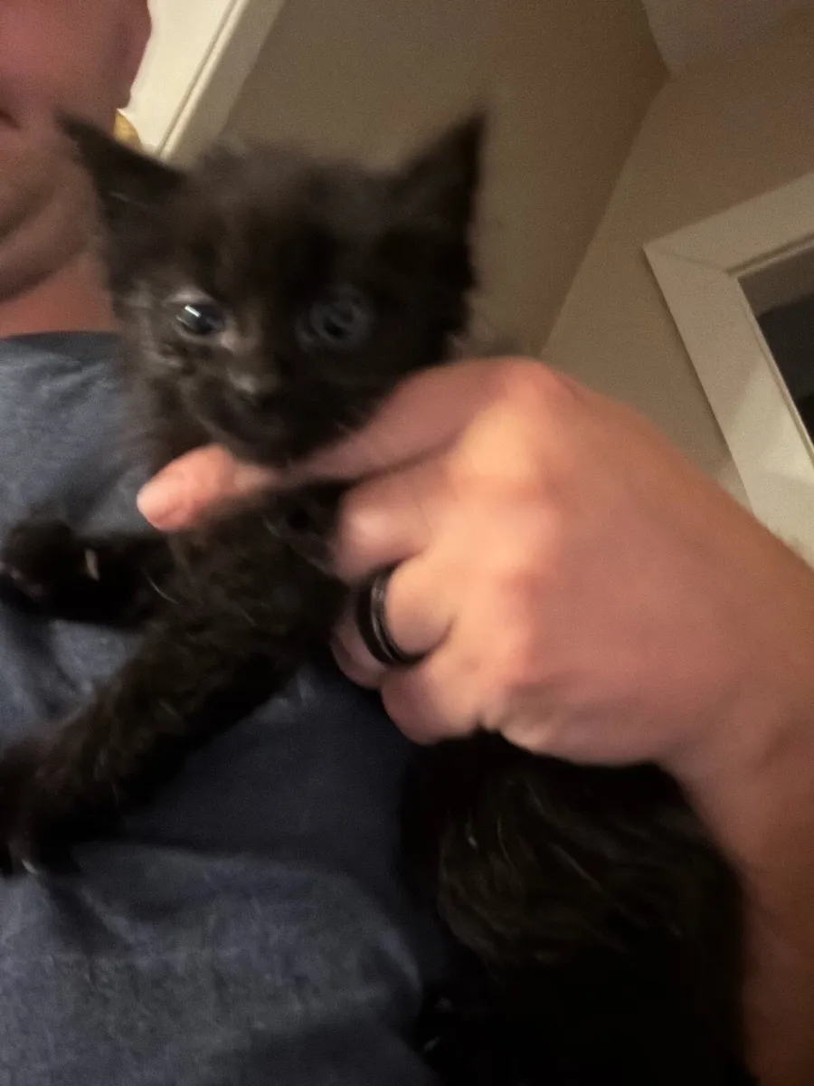 Kittens - Image 1