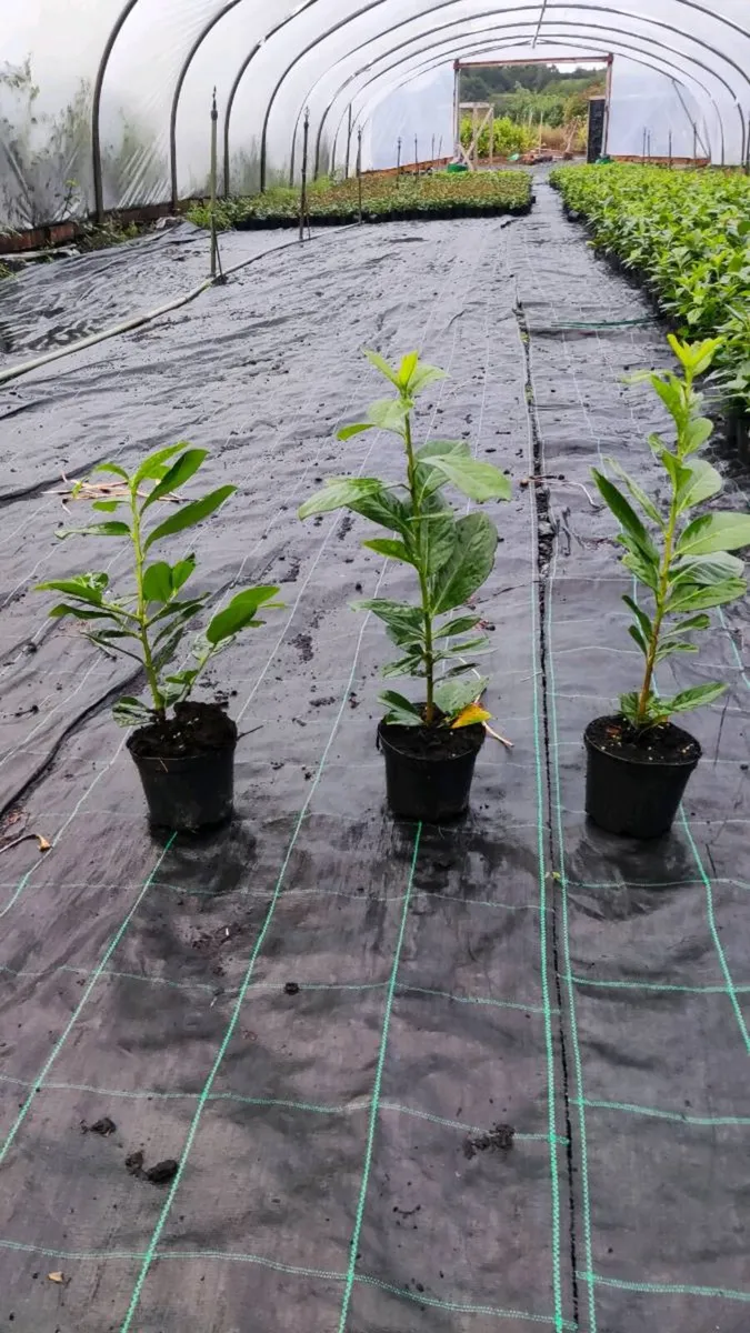 Laurel in 1 litre pot just 2 euro - Image 1