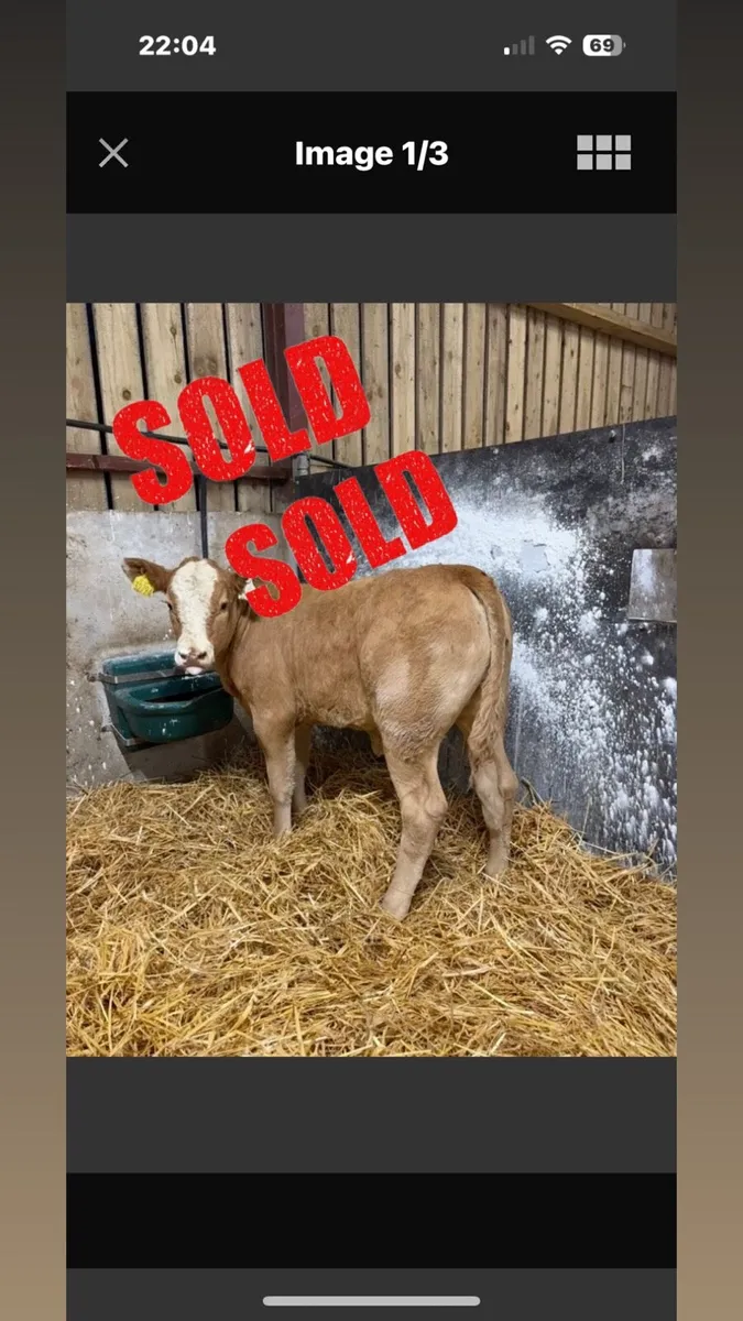 The cream of the crop (Cow Maker)😍😍 - Image 1