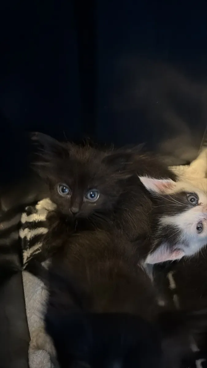 Kittens - Image 3