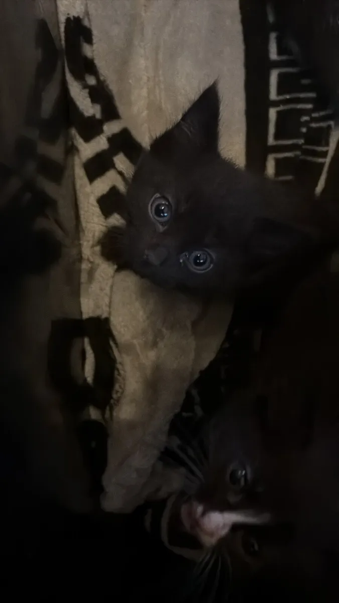 Kittens - Image 4