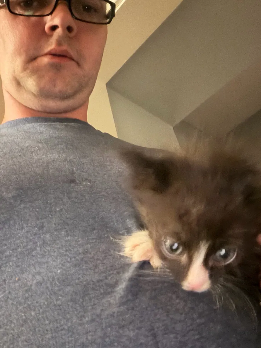 Kittens - Image 2