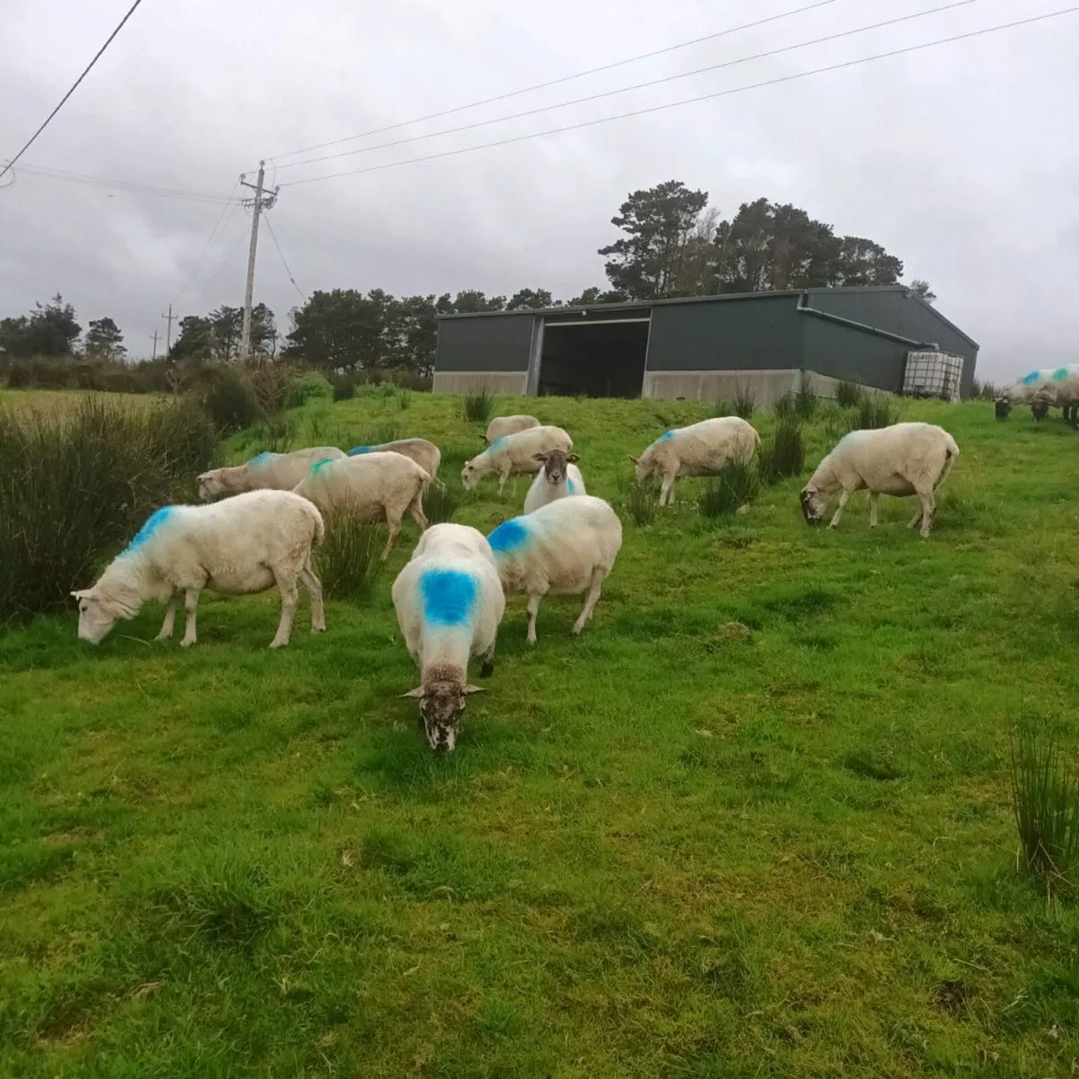 Sheep - Image 1