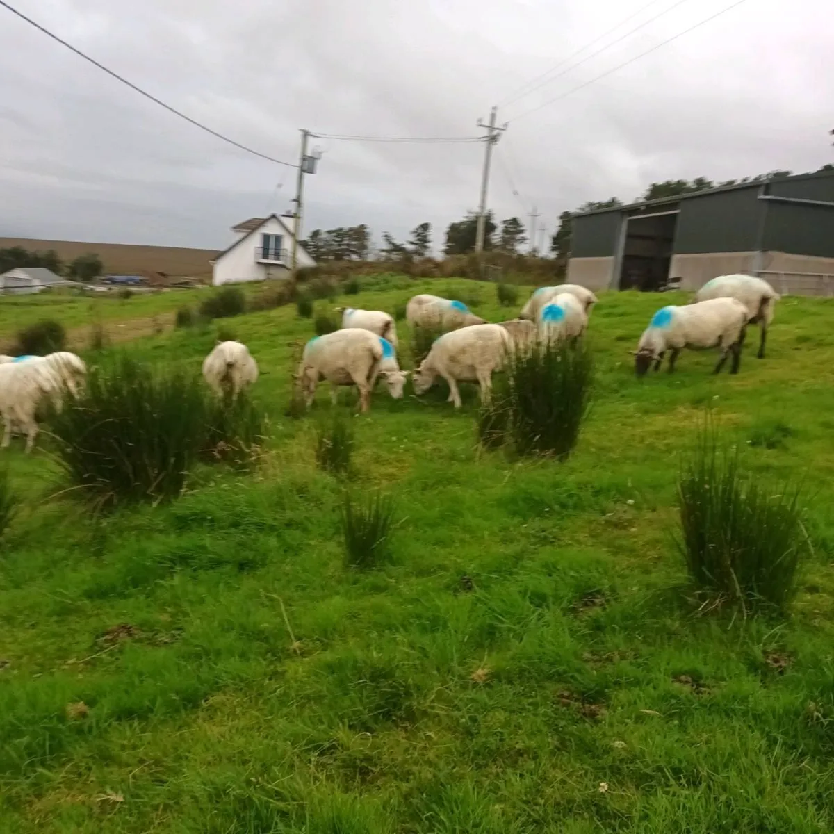 Sheep - Image 3