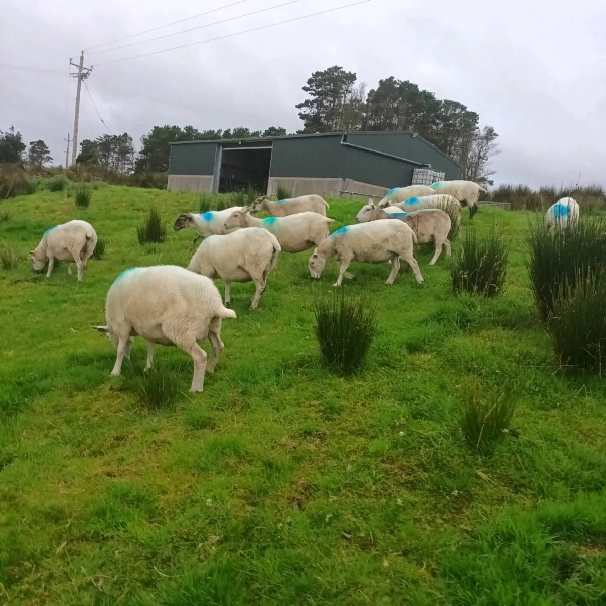 Sheep - Image 2