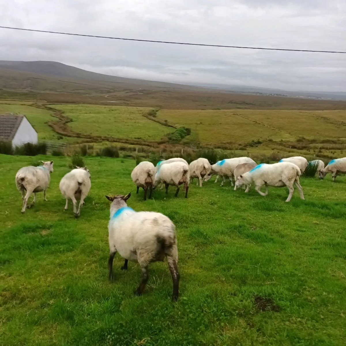 Sheep - Image 4