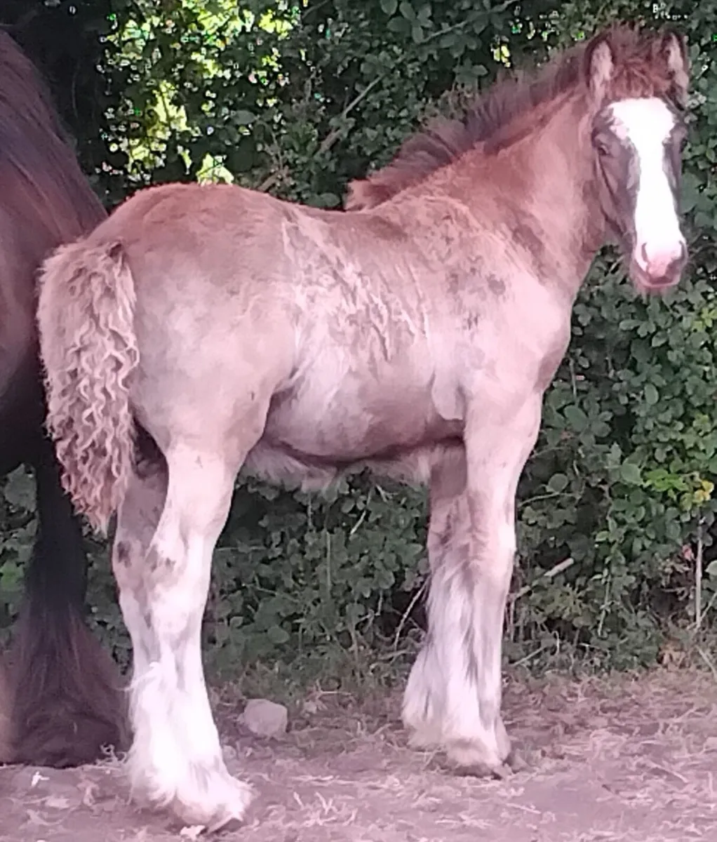 Stunning irish cob colt foal - Image 1