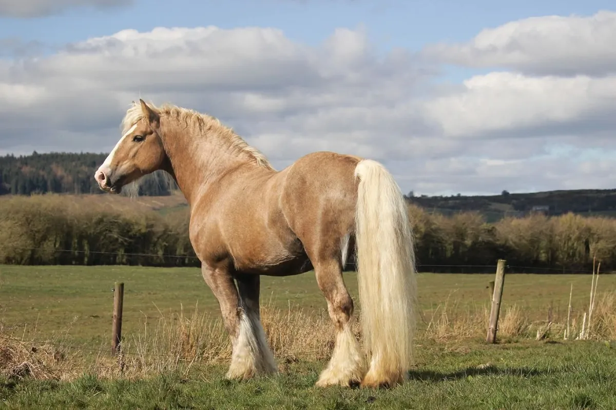 Stunning irish cob colt foal - Image 2