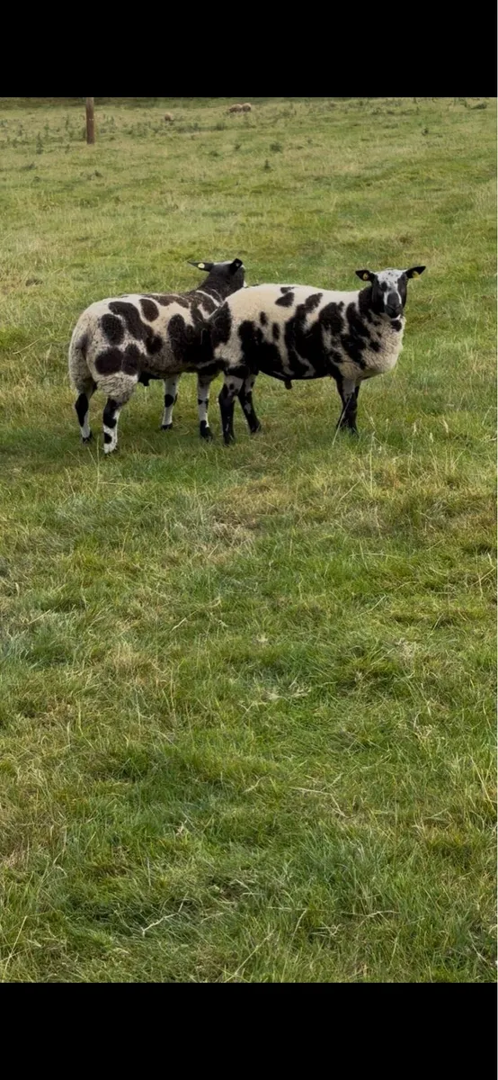 Dutch Spotted Ram Lambs& Suffolk ram - Image 2