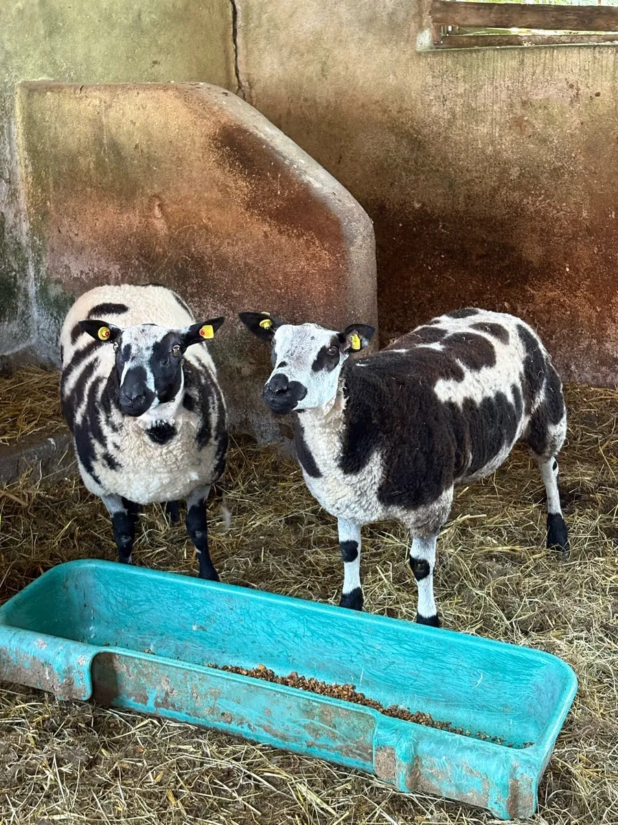 Dutch Spotted Ram Lambs& Suffolk ram - Image 4