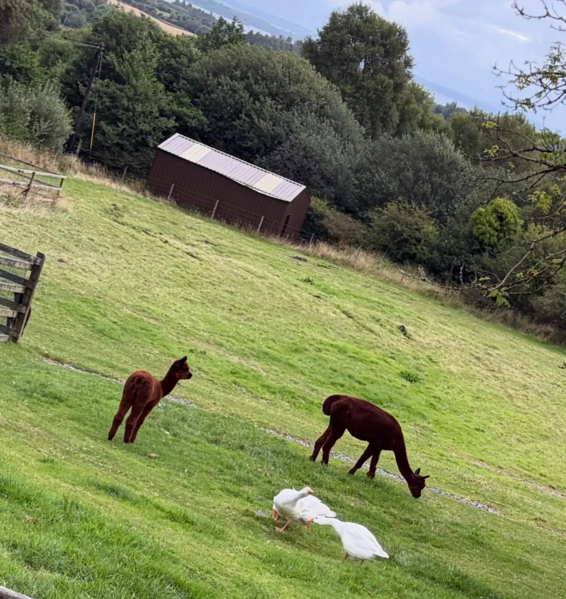 Stud Alpaca & Female Alpaca with Cria - Image 4