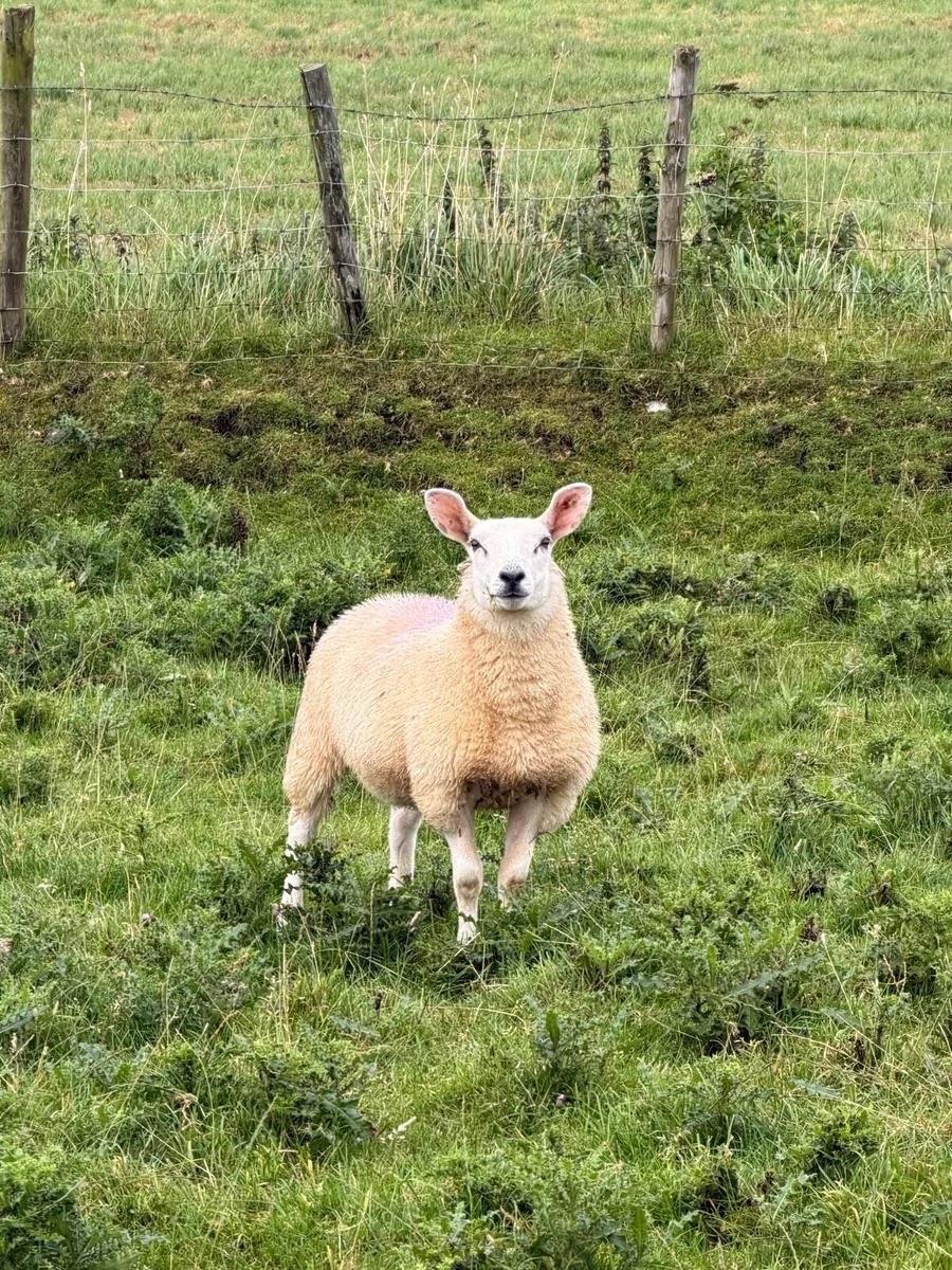 Texel cross ewe lambs for sale - Image 2