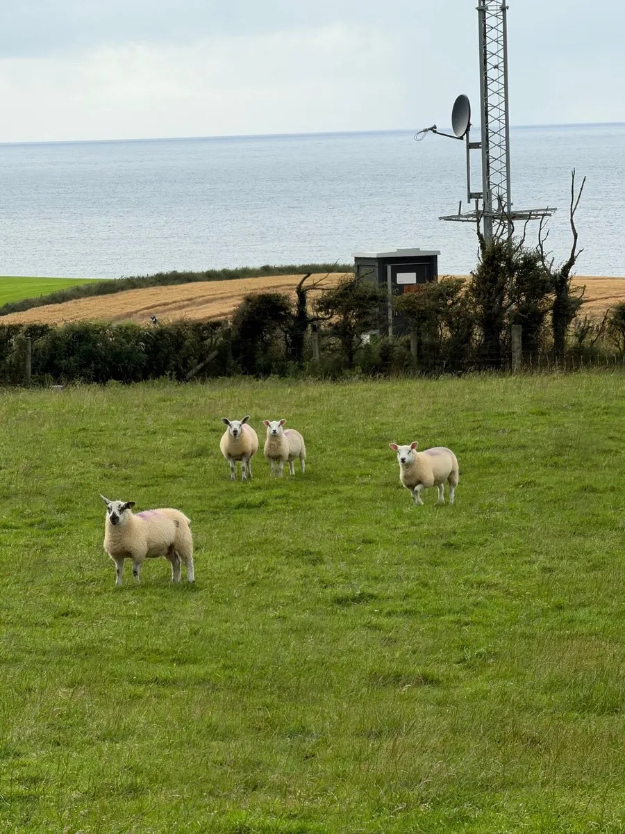Texel cross ewe lambs for sale - Image 3