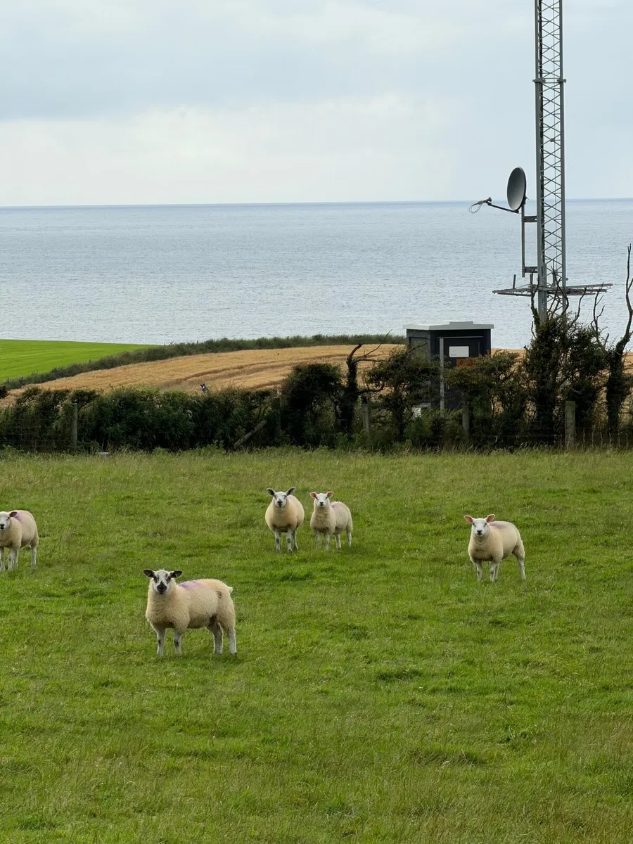 Texel cross ewe lambs for sale - Image 1