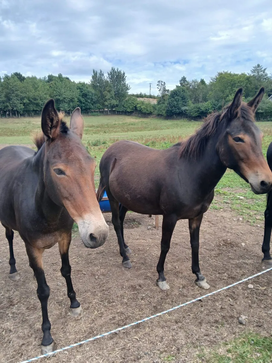 2 female Mules - Image 1