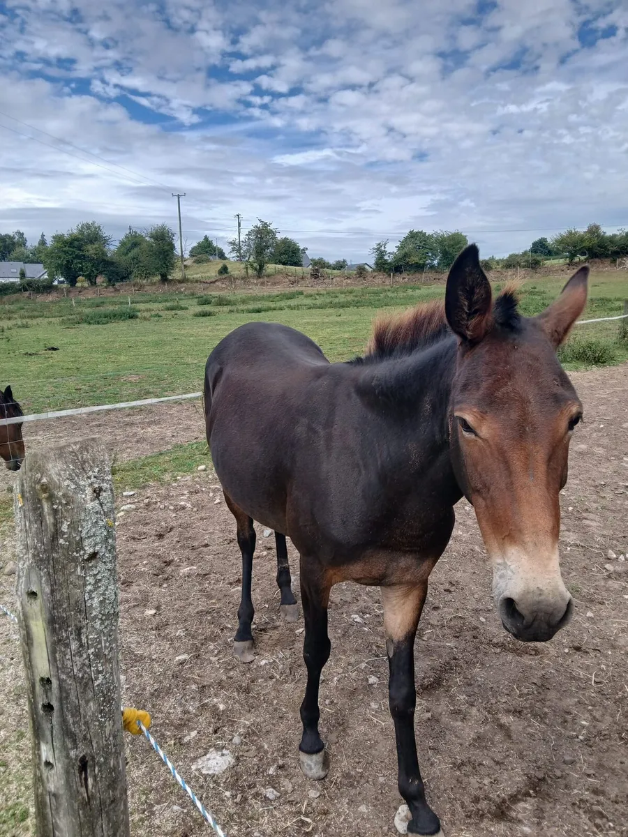 2 female Mules - Image 2