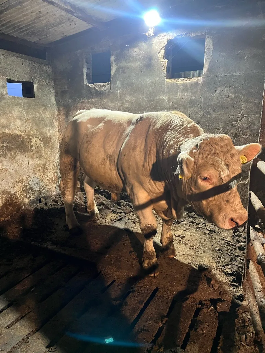 Pbr charlaois bulls for sale in Cork for €1,234 on DoneDeal