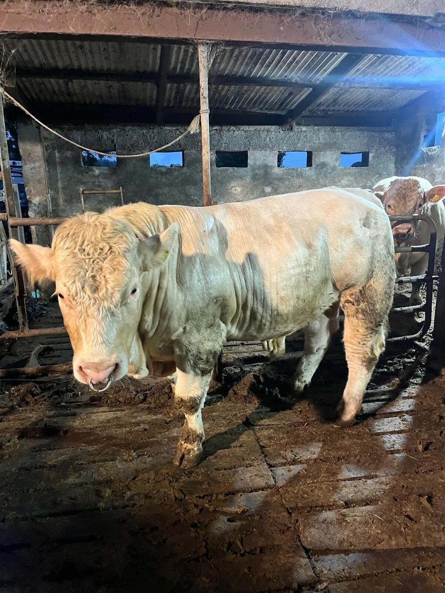 Pbr charlaois bulls - Image 3