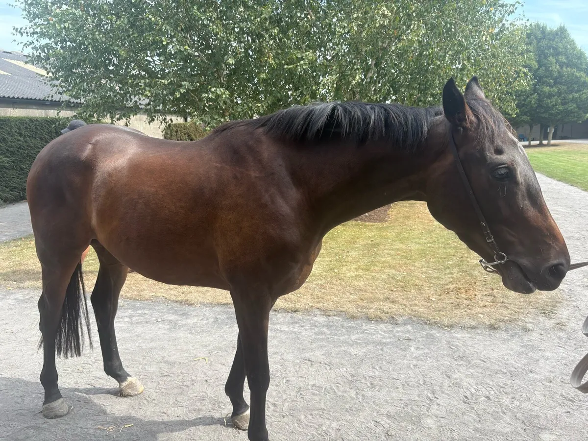 3 year old gelding TB - Image 1