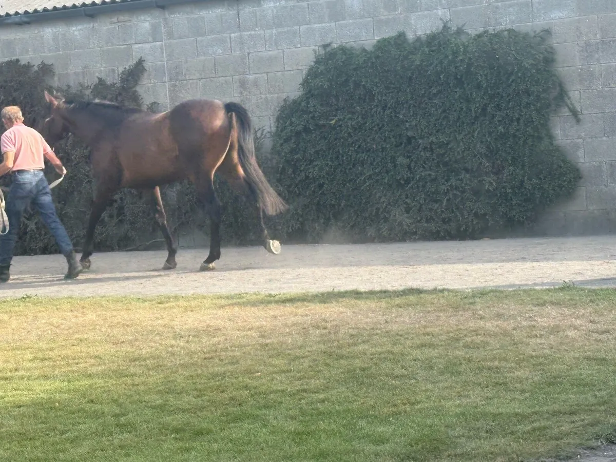 3 year old gelding TB - Image 2