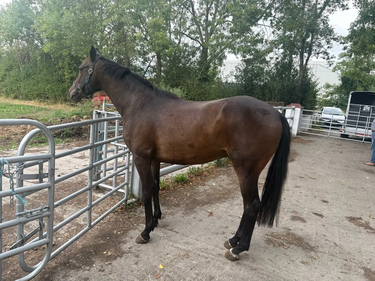 3 year old gelding TB - Image 3