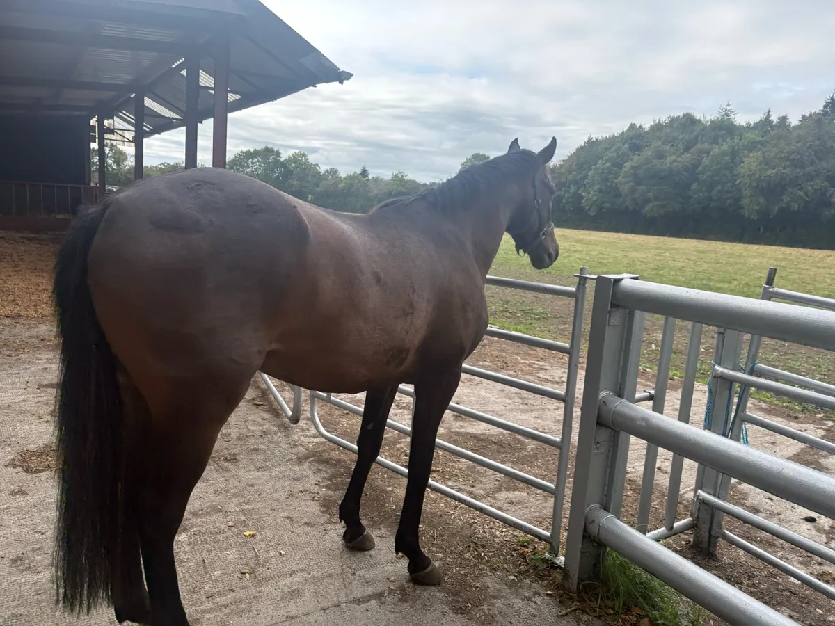 3 year old gelding TB - Image 4
