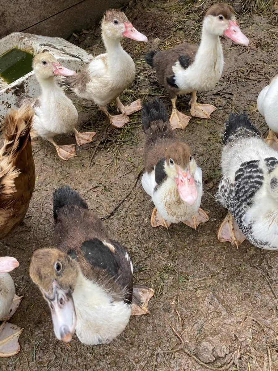 Muscovy ducklings - Image 1