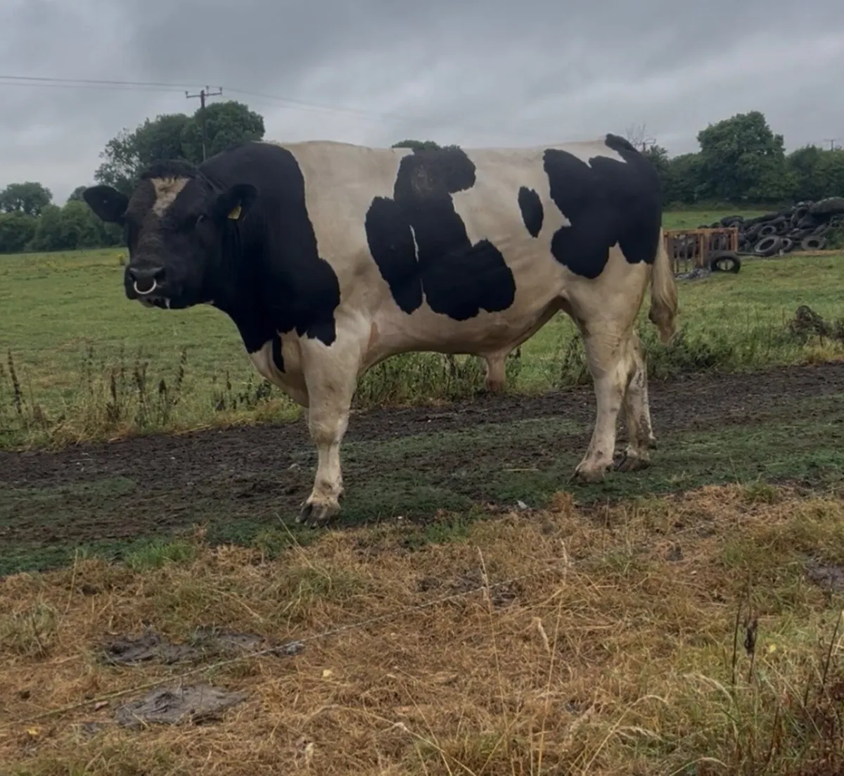 Pedigree Freisian Bull - Image 1