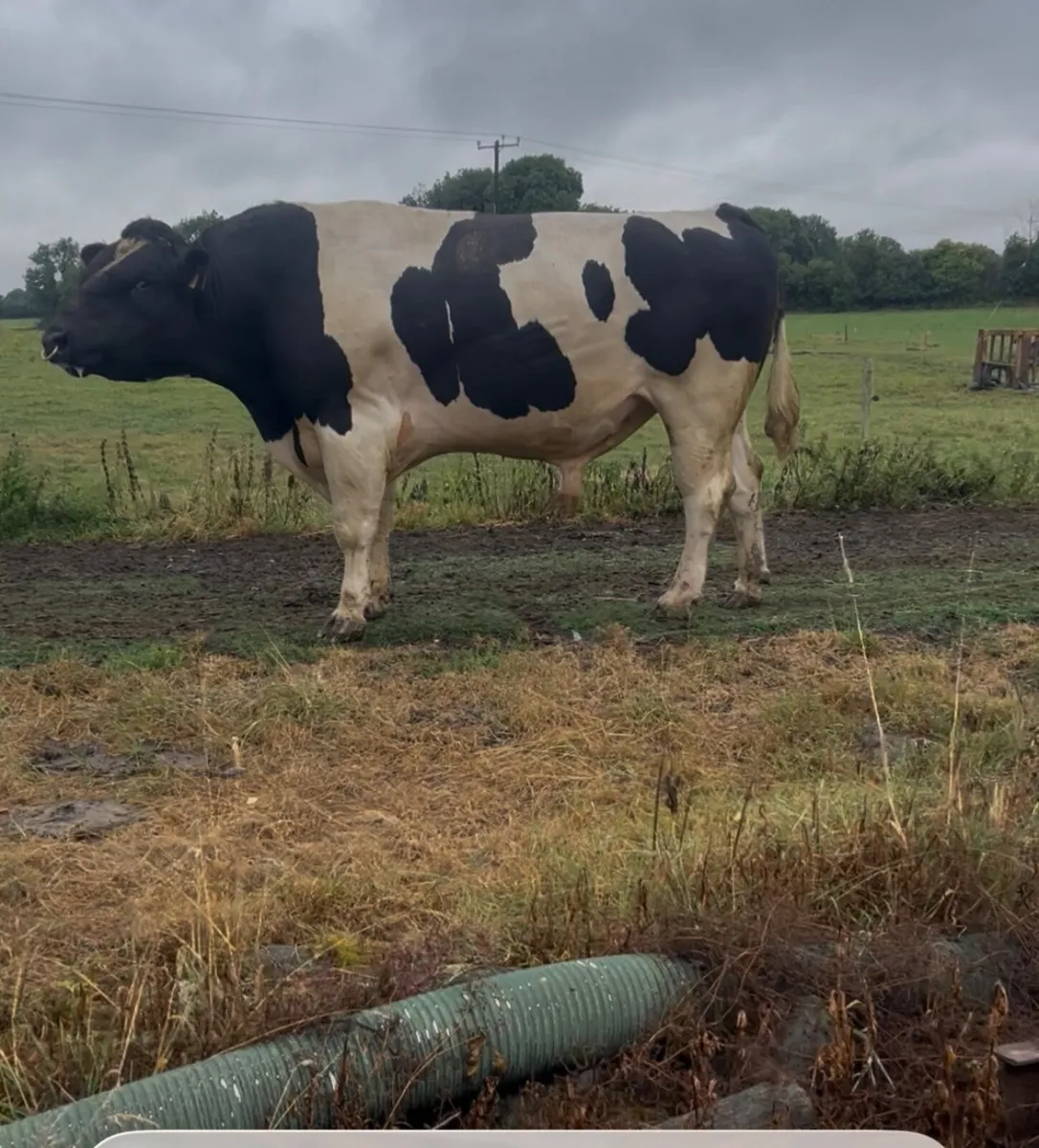 Pedigree Freisian Bull - Image 2