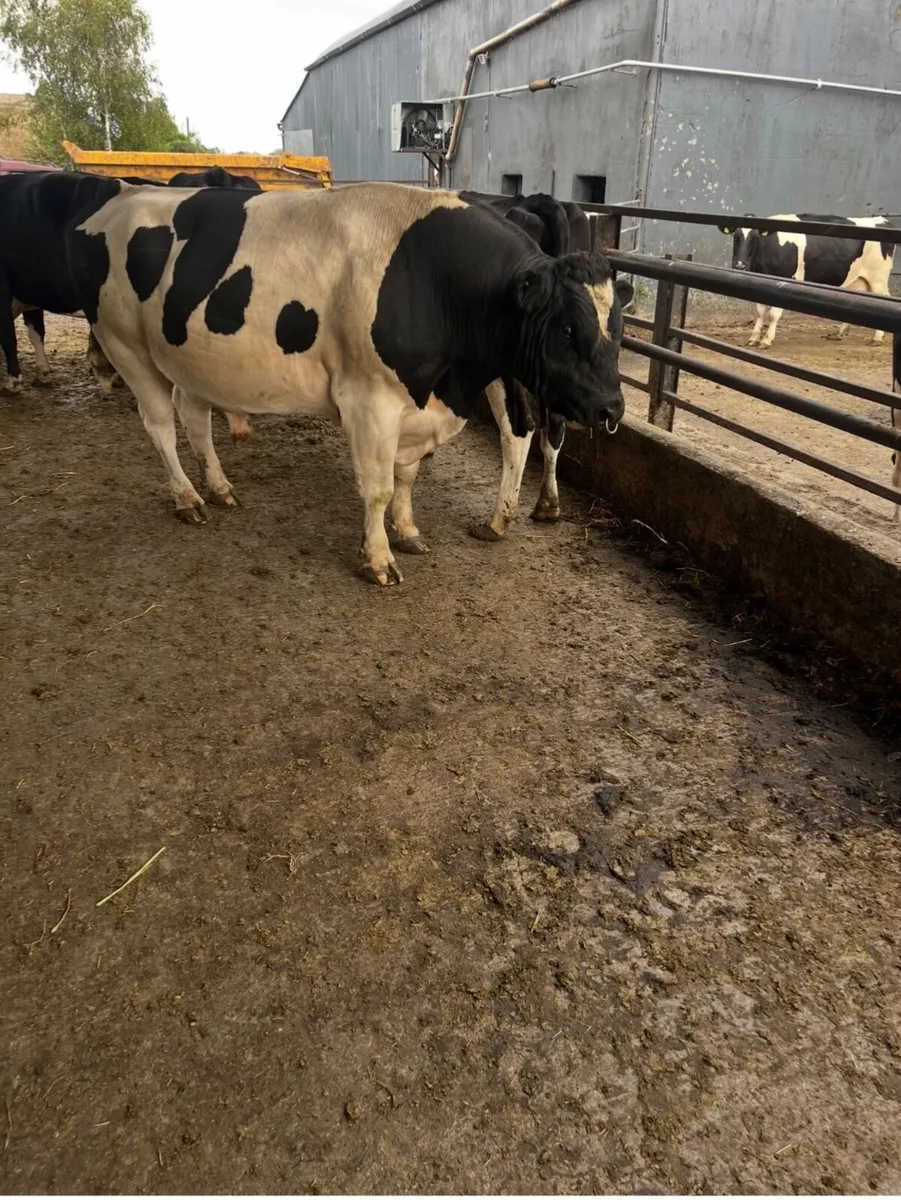 Pedigree Freisian Bull - Image 3