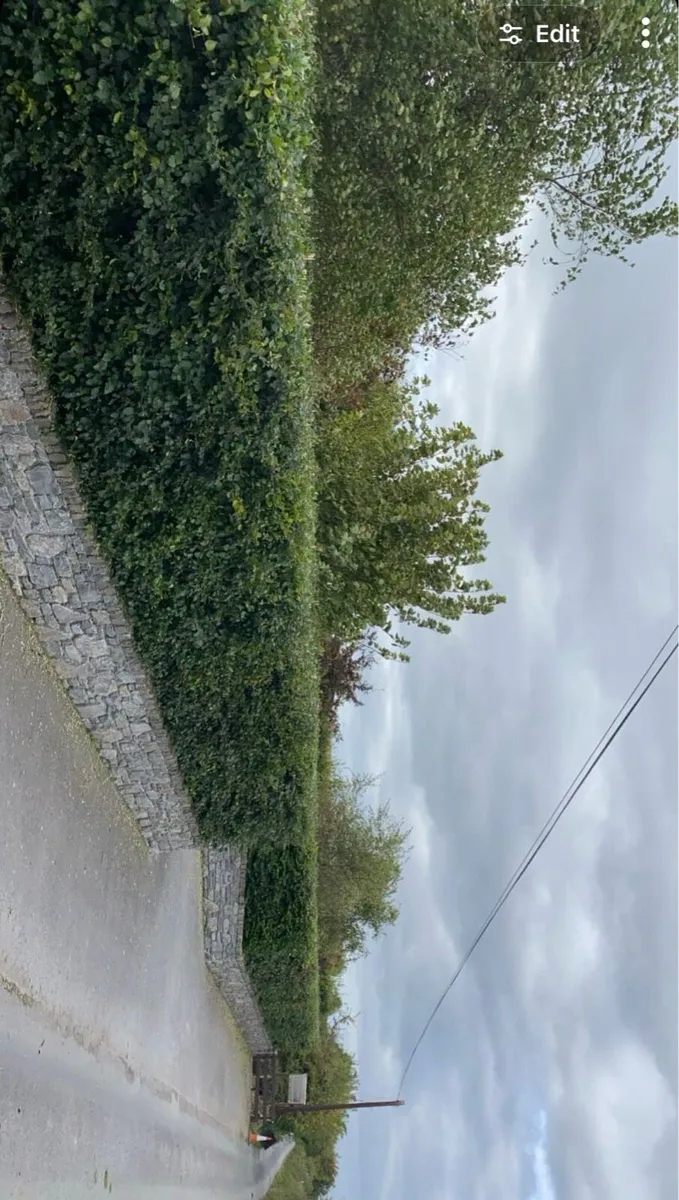 Tree surgeon /tree maintance / groundworks - Image 4