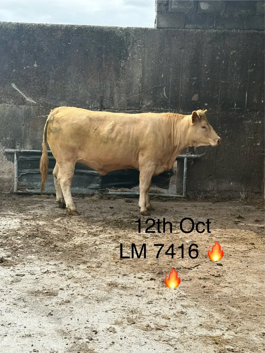 170 SUCKLERS 🔥🔥 - Image 2