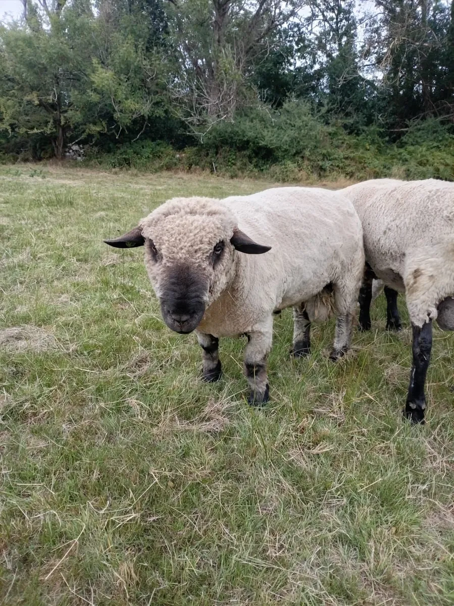 Hampshire down Ram - Image 2