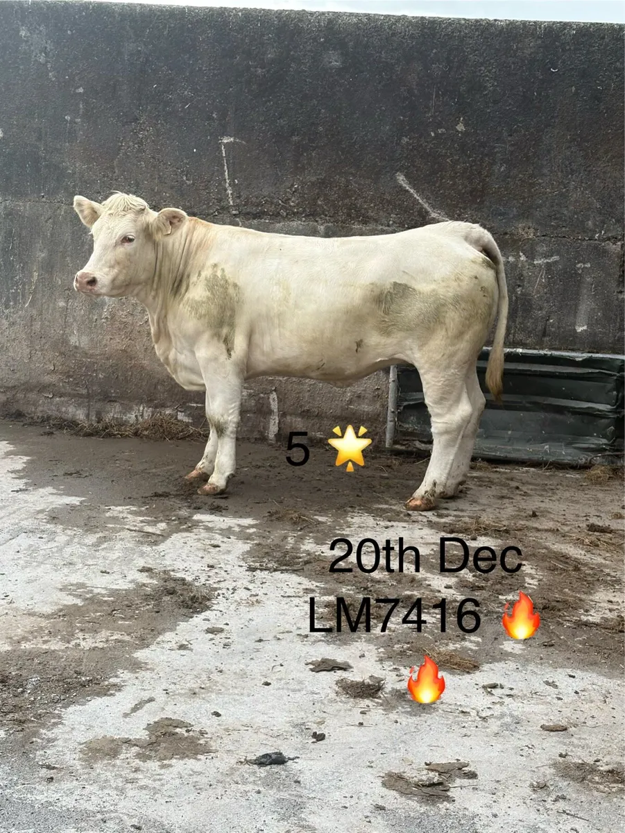 170 SUCKLERS 🔥🔥 - Image 1