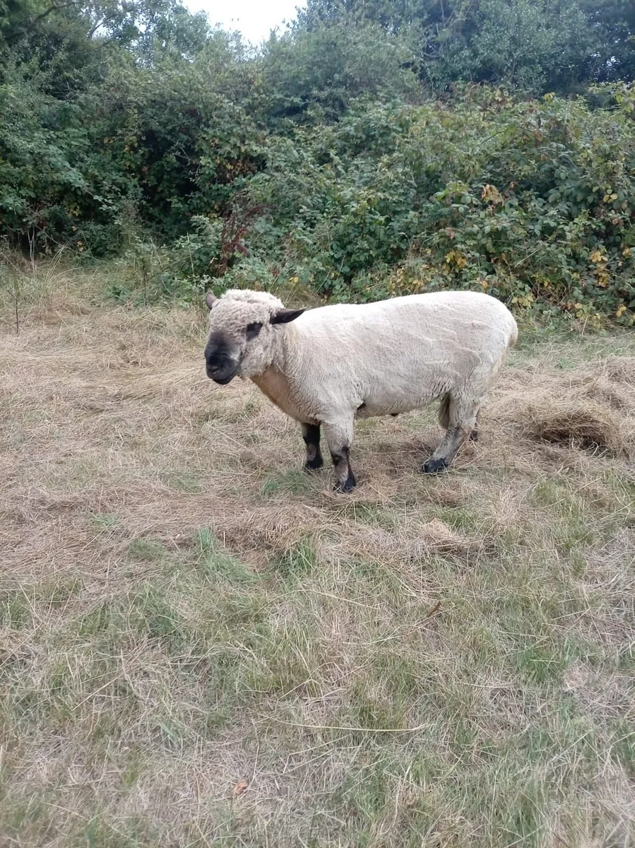 Hampshire down Ram - Image 1