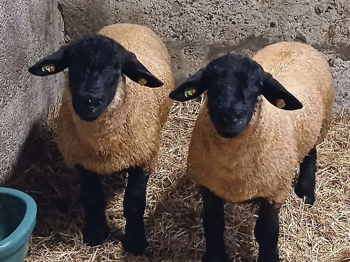 Suffolk ram lambs - Image 3