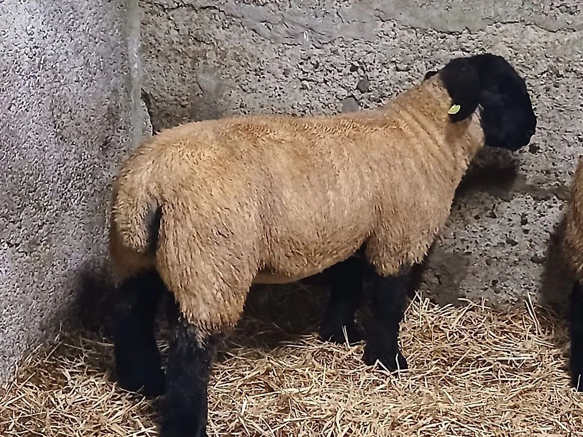 Suffolk ram lambs - Image 4