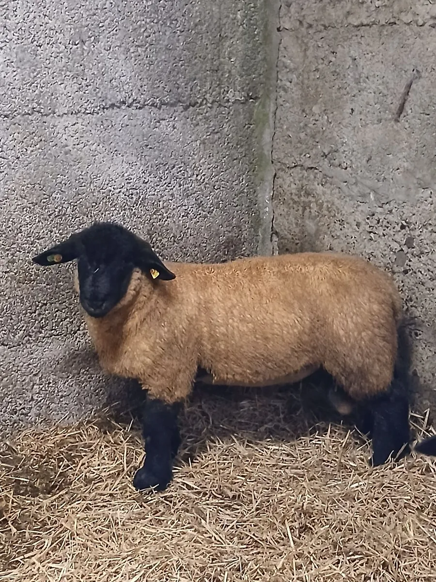 Suffolk ram lambs - Image 2