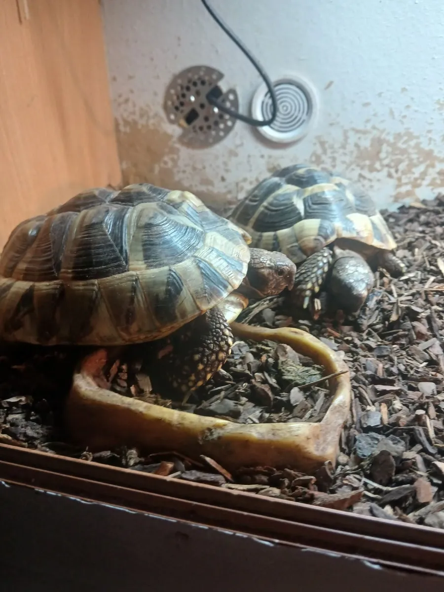 Tortoise - Image 2