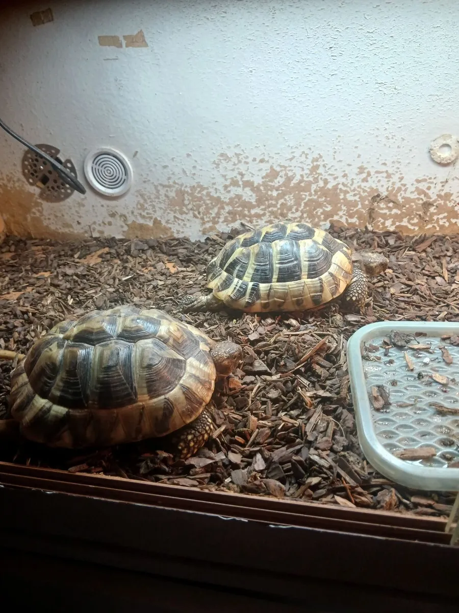 Tortoise - Image 3