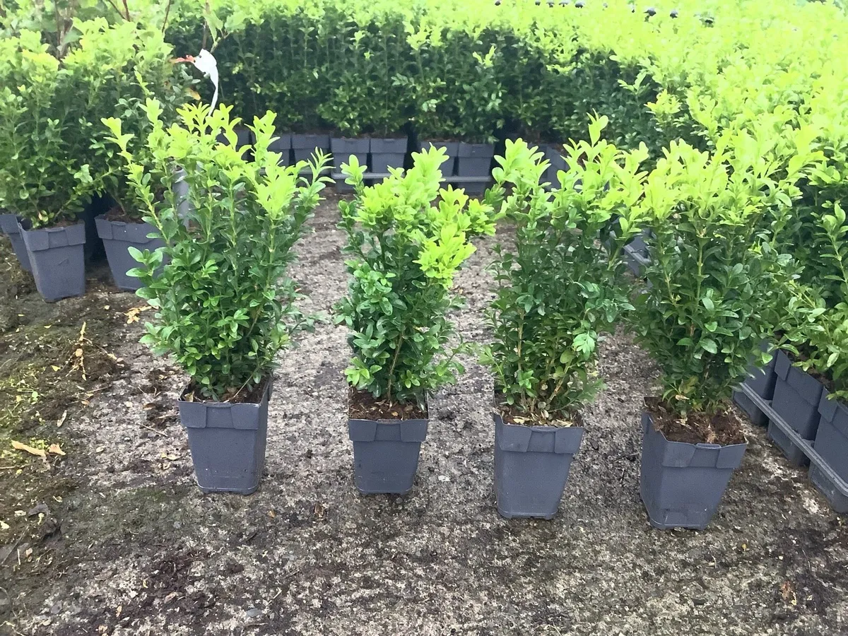 Box hedging plants €2.50 - Image 2