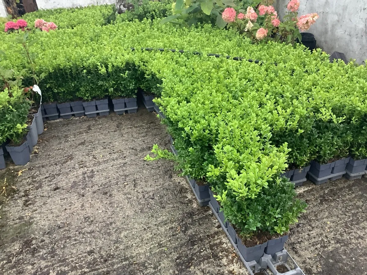 Box hedging plants €2.50 - Image 3