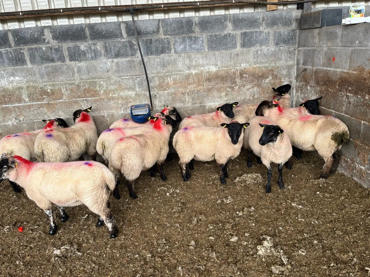 12 Suffolk ewe lambs - Image 1